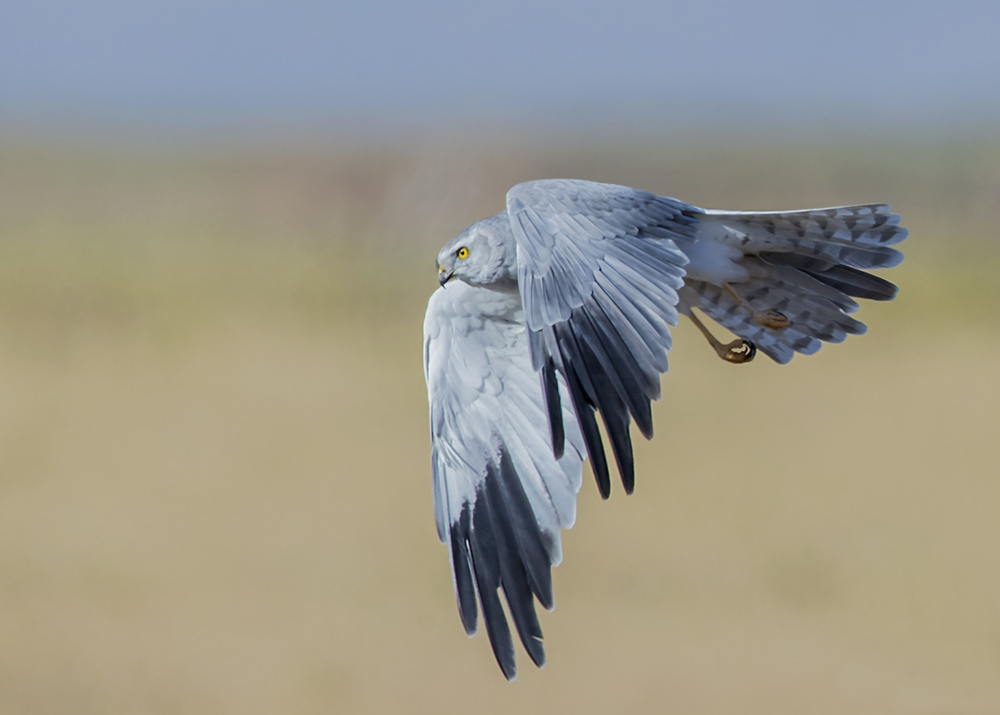  p>草原鹞(学名: i>circus macrourus /i>):隼形目 a target="_blank"