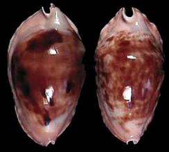  p>红色大阿文宝螺是 a href="#" data-lemmaid="8079480">中腹足目 