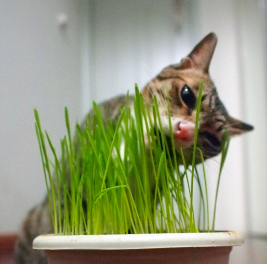 猫草 禾本科植物 百度百科