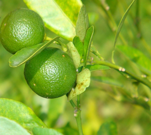 橘(学名:citrus microcarpa bunge)是芸香科柑橘属常绿小灌木