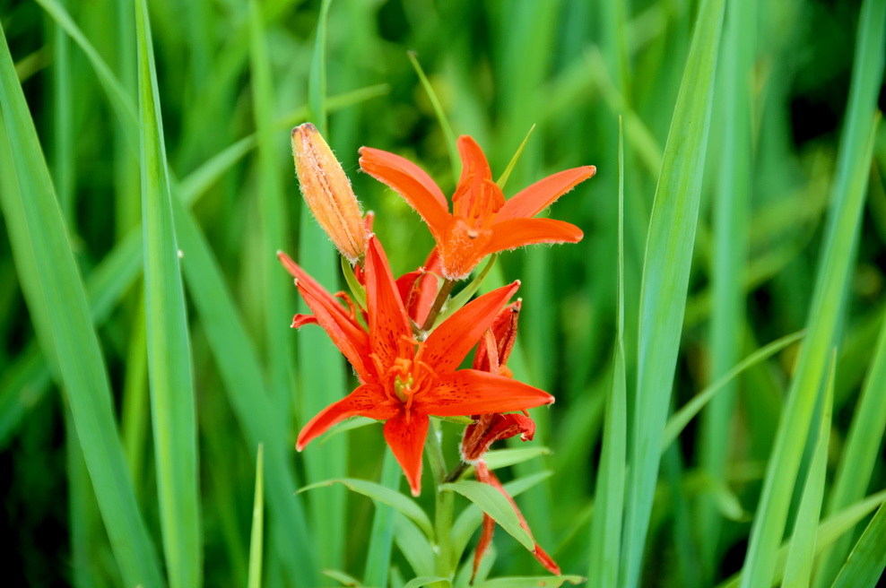  p data-id="gnx53nee7i">红百合是 a target=