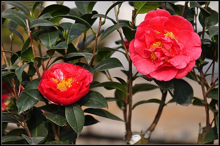 克瑞墨大牡丹山茶