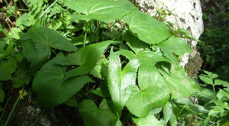  p>掌叶橐吾( i>ligularia przewalskii (maxim.