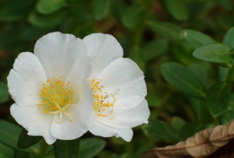  p>半日花属(拉丁文:helianthemum mill.