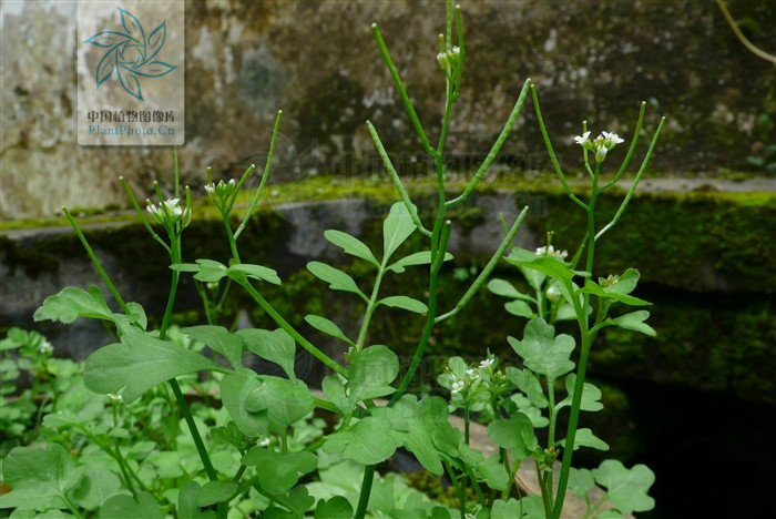  p> b>弯曲碎米荠 /b>(学名: i>cardamine flexuosa /i>)为十字花科 a