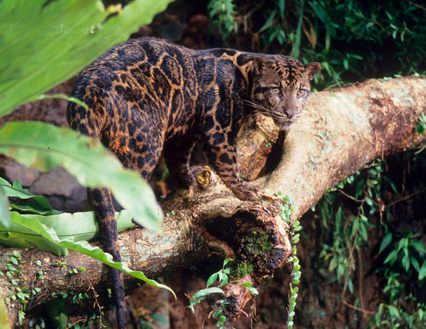  p>巽他云豹(学名: i>neofelis diardi /i>):是猫科,云豹属动物.