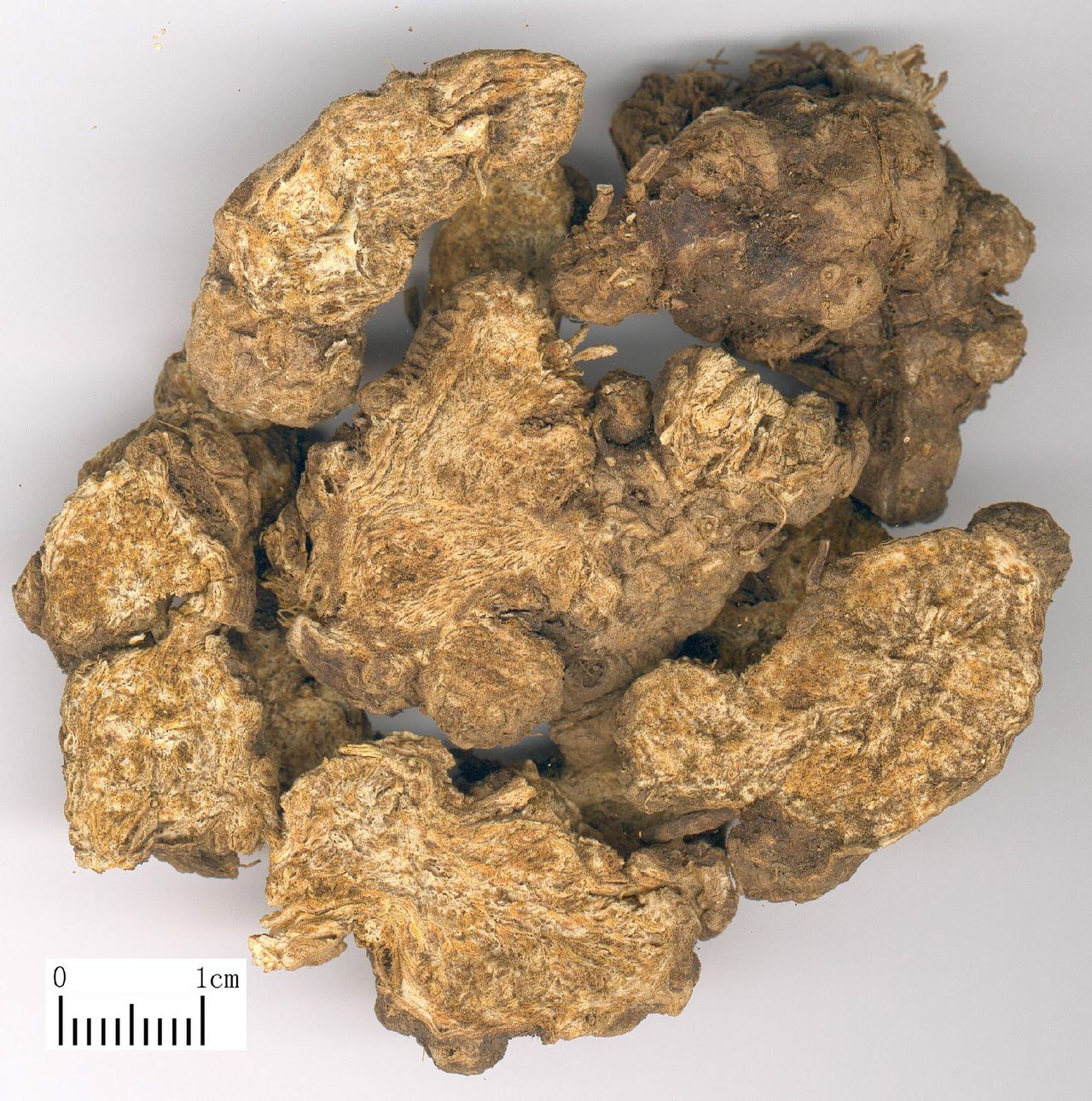 为菊科植物茅苍术 i>atractylodes lancea( thunb.)dc.