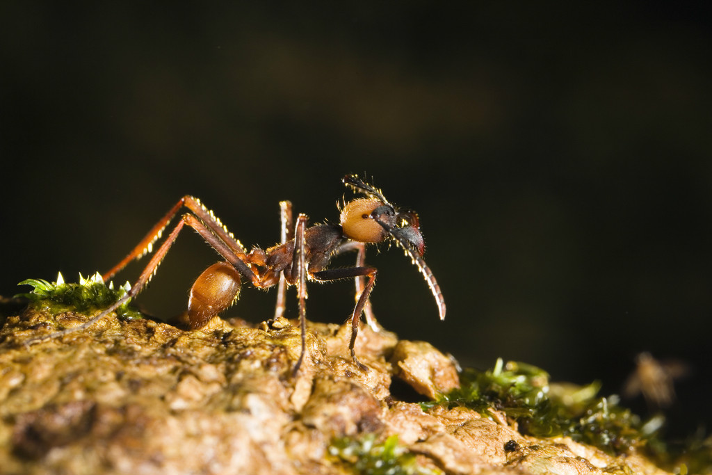  p data-id="gnsss6s1no">行军蚁(英文名:army ant)又称"军团蚁".