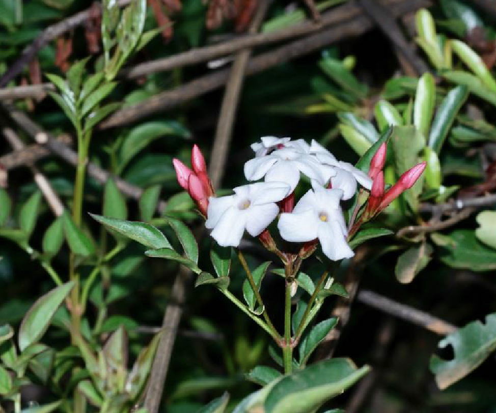  p>素方花(学名: i>jasminum officinale /i> l.)是木犀科素馨属植物.
