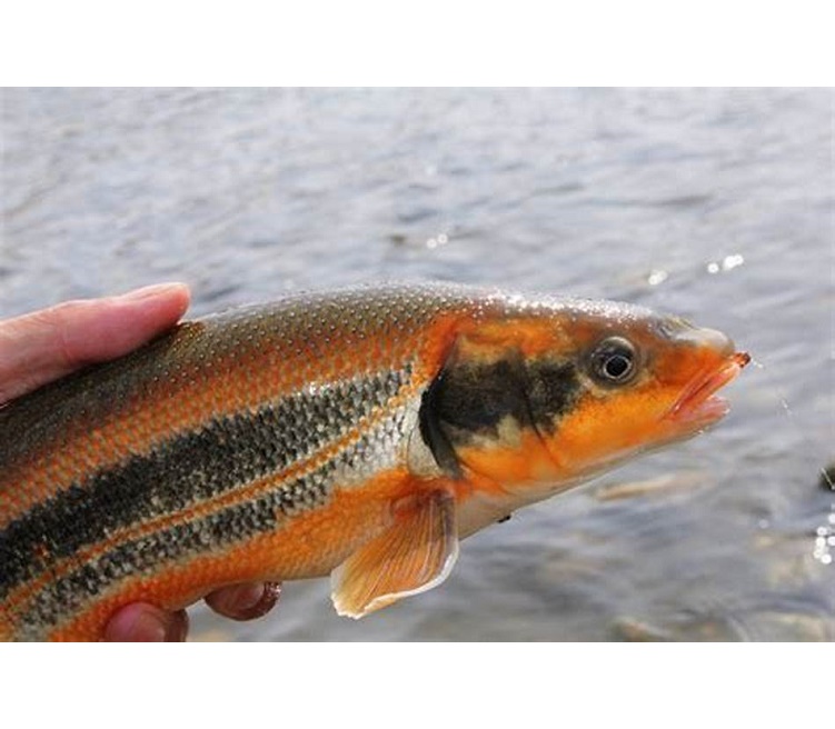 雅罗鱼,是属于 a target="_blank" href="/item/雅罗鱼亚科/16513105"