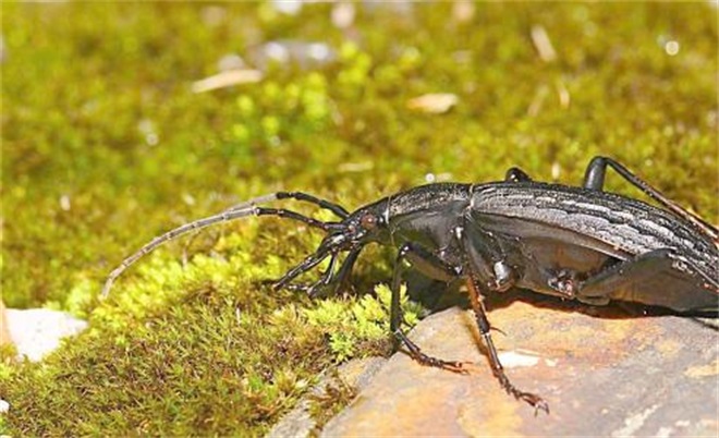 dascillidae guérin-méneville