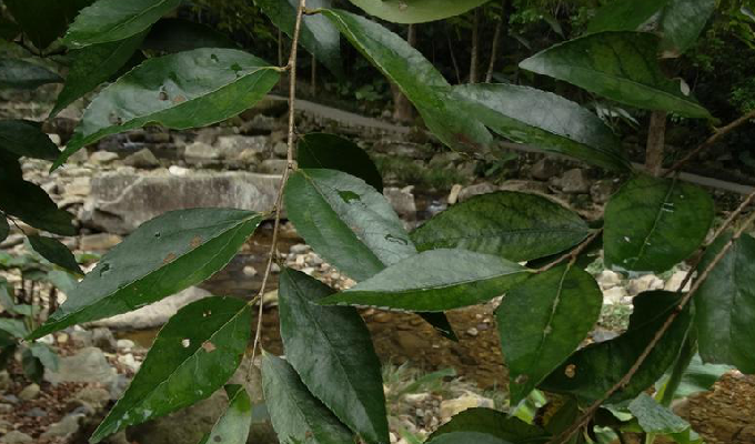 xylosma longifolia clos