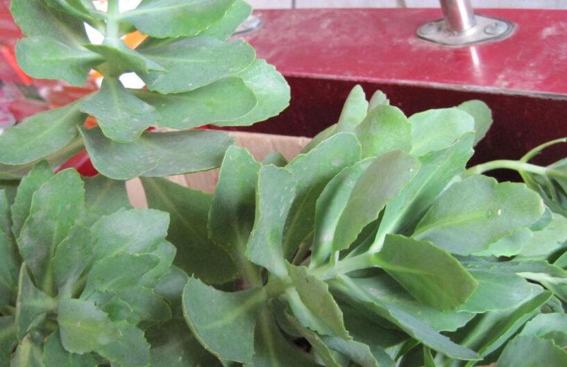  p>蝎子草属 a target="_blank" href="/item/荨麻科">荨麻科 /a>, a