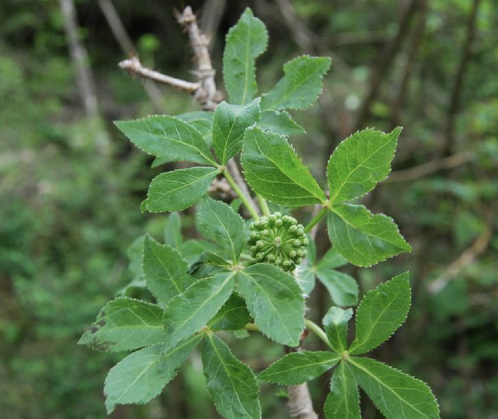  p>红毛五加(学名: i>eleutherococcus /i>  i>giraldii /i> (harms)