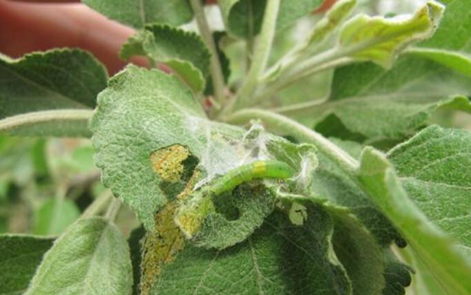  p>苹小卷叶蛾是桃园的主要害虫之一.