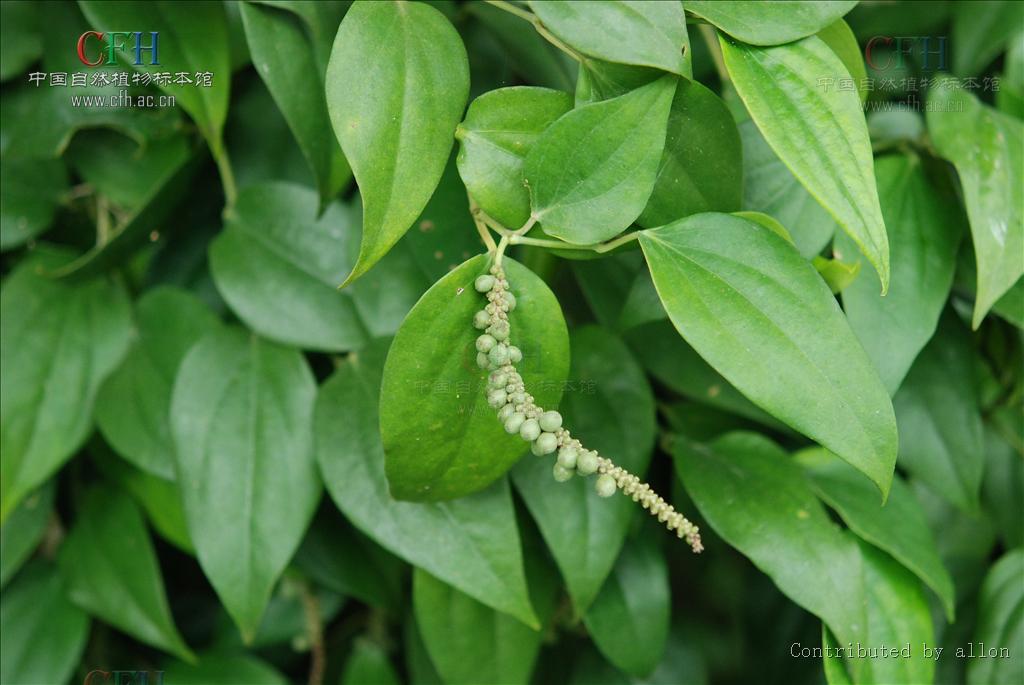  p>满天香(学名:murraya tetramera huang)是胡椒科胡椒属植物,巴岩香