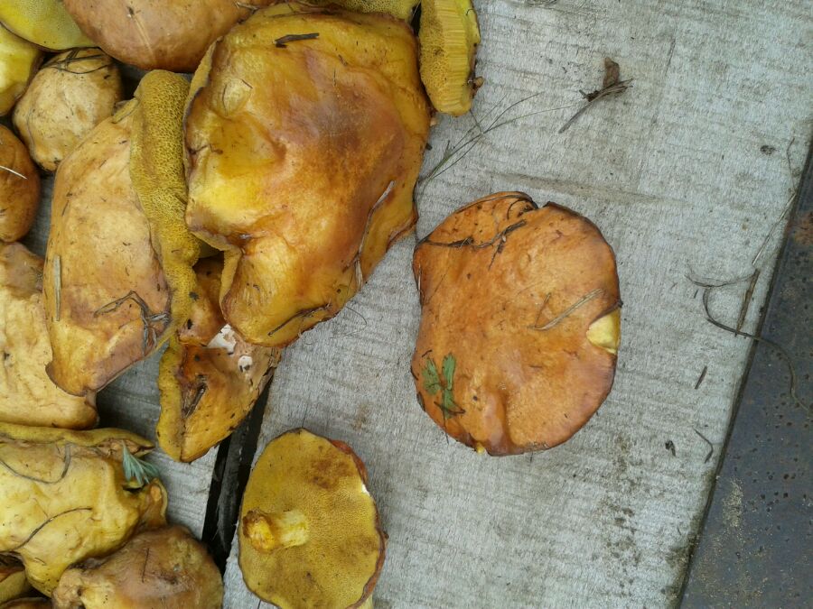 黄粘盖牛肝菌