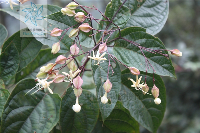  p>西垂茉莉(学名 :clerodendrum griffithianum)是马鞭草科 大青属