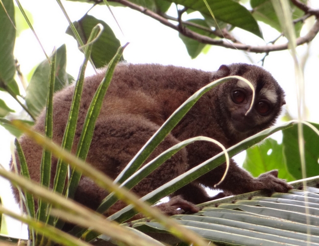  p>鬼夜猴(学名: i>aotus lemurinus /i>)是 a href="#" data-lemmaid