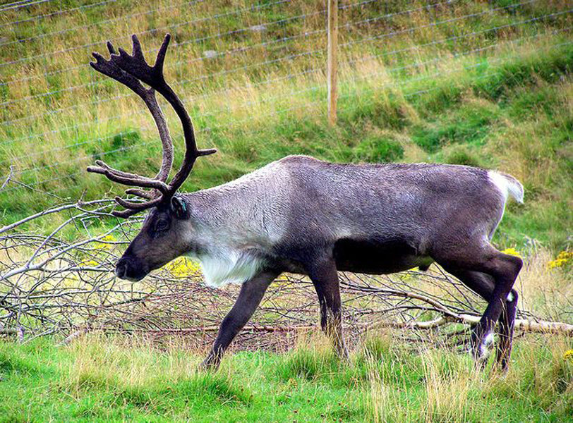 头似马,身似驴,角有许多叉枝,蹄宽大如牛,与麋鹿同有"四不像"的俗称