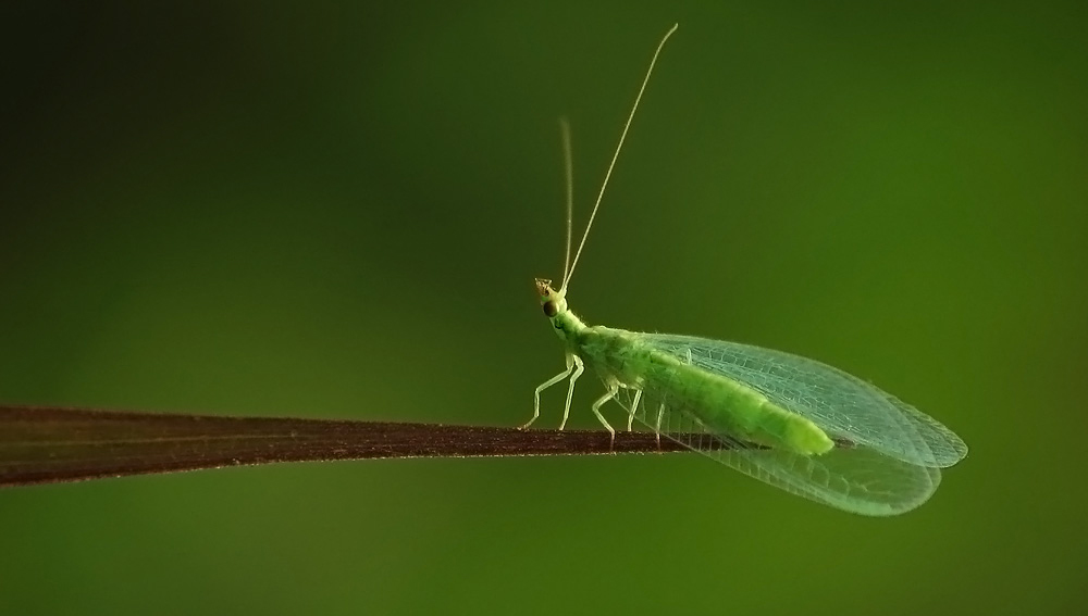  p>脉翅目(neuroptera) 主要包括草蛉,粉蛉,蚁蛉,褐蛉,螳蛉等昆虫.