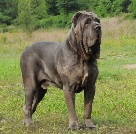  p>纽波利顿獒犬属于古老的品种,步伐如熊一般的缓慢,沉重.