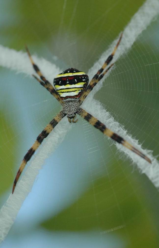  p>多色金蛛(argiope versicolor (dolesshall, 1859))是园蛛科金蛛属