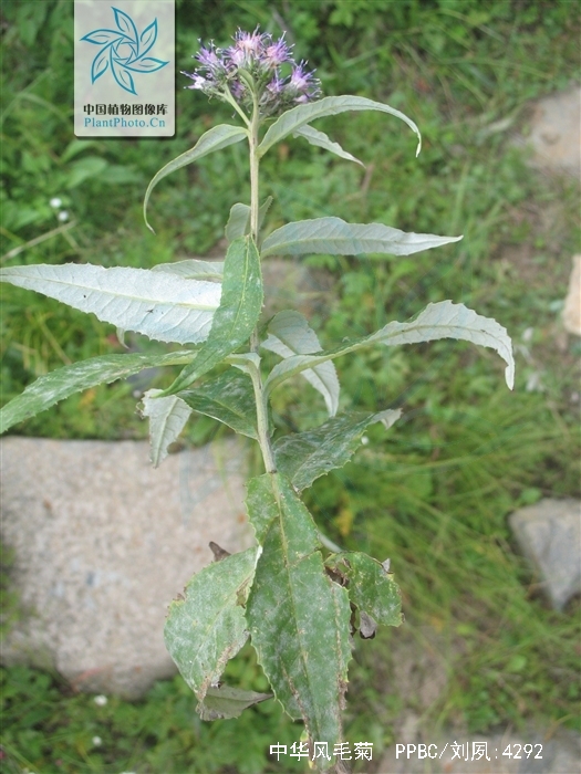 茎直立,单生,不分枝,无毛.基生叶花期凋落;下部茎叶无柄.头