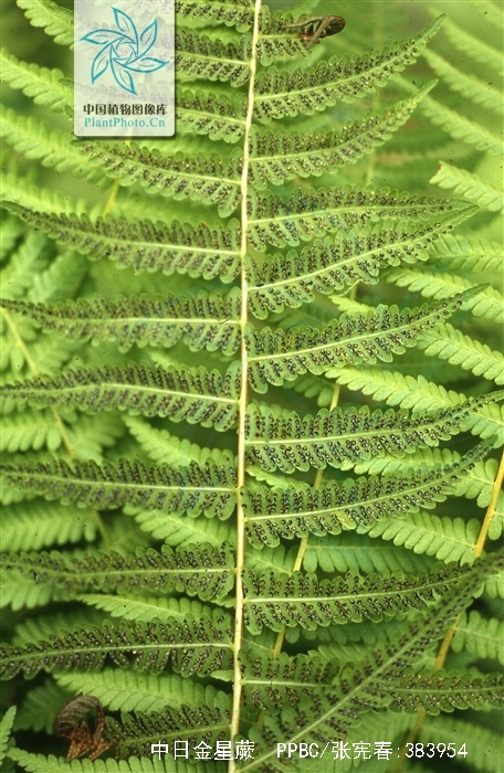 中日金星蕨