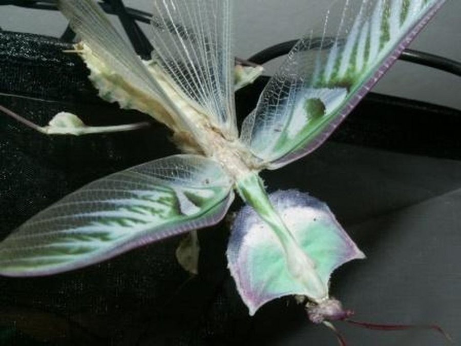  p>魔花螳螂是捕食螳螂中最大的一种,身长可达13厘米,享有"螳螂之王"