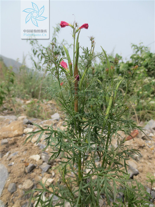  p>藏波罗花为紫葳科矮小宿根草本植物.