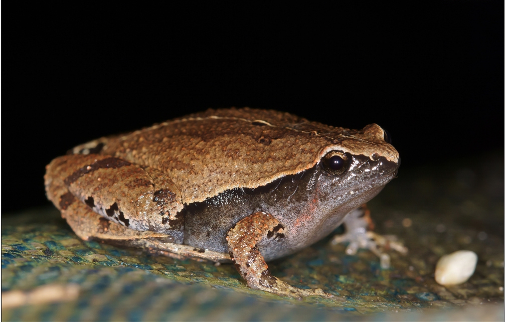  p data-id="gn6yscq7xo">身体小型,大约呈三角型,在背中线中央有一