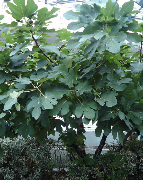 为桑科榕属植物无花果 i>ficus carica /i> l.的叶.