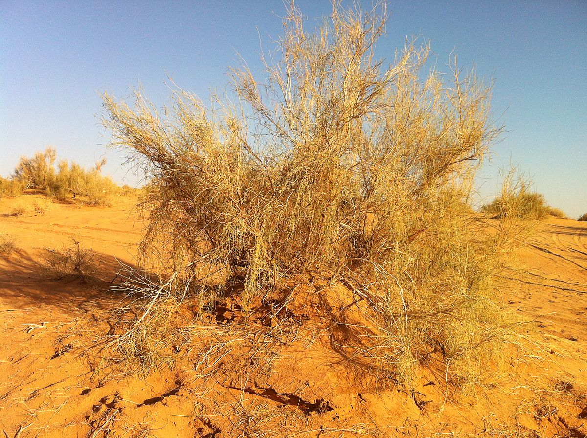 et buhse)是藜科梭梭属植物,小乔木,高1-7米.