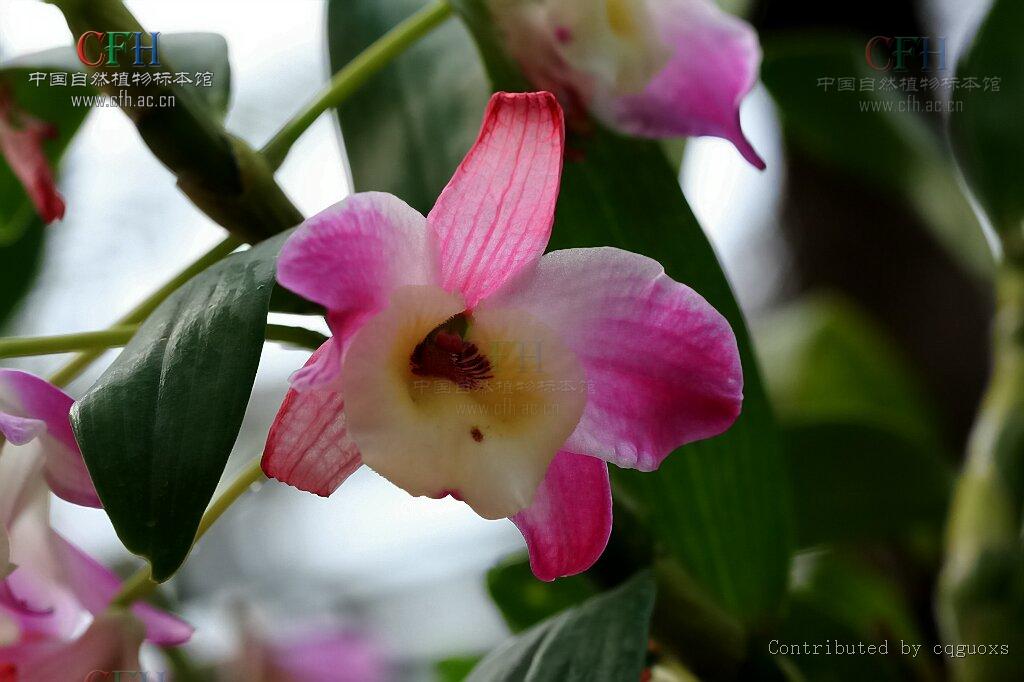石斛花