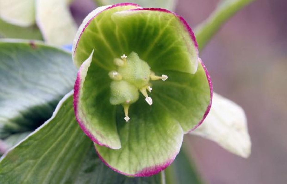 helleborus orientalis