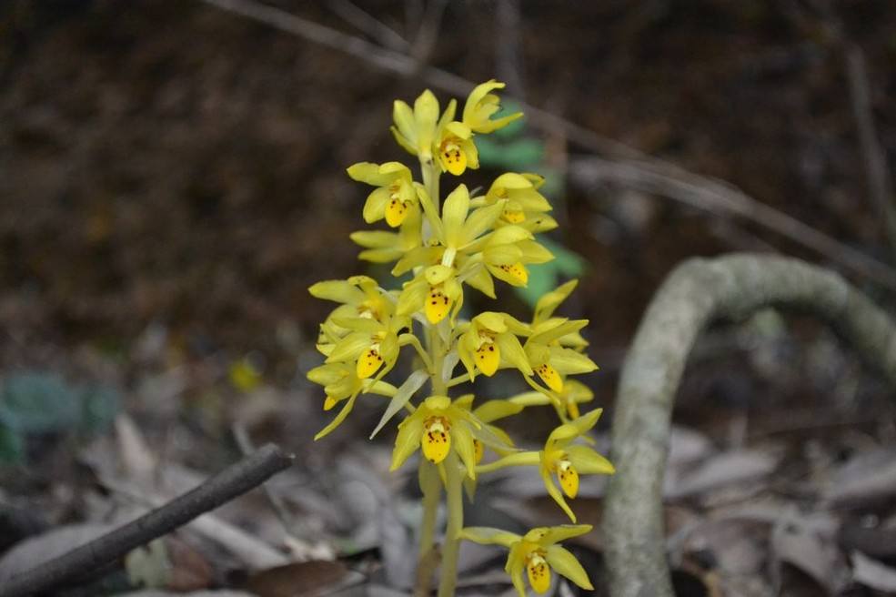  p> b>无叶兰属 /b>(学名: i>aphyllorchis /i>)是兰科下的一个属,为