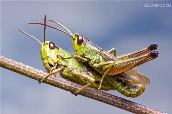  p>蝗科 acrididae 属于昆虫纲,直翅目,蝗总科的一种,俗称蝗虫或蚂蚱.