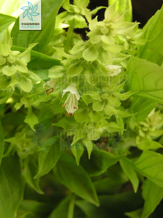  p>疏柔毛罗勒(学名: i>ocimum basilicum /i> var.