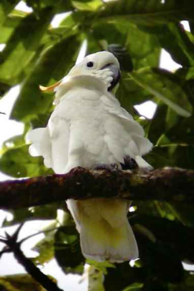  p>橘冠凤头鹦鹉(学名: i>cacatua sulphurea citrinocristata /i>)是