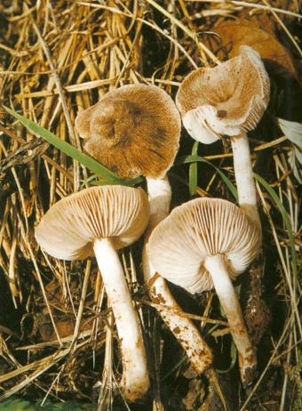  p>灰环口蘑,拉丁学名 tricholoma cingulatum (ahnfelt: fr.