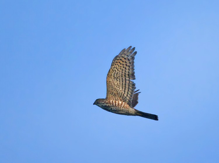  p>松雀鹰(学名: i>accipiter virgatus /i>)小型猛禽,体长28~38厘米.