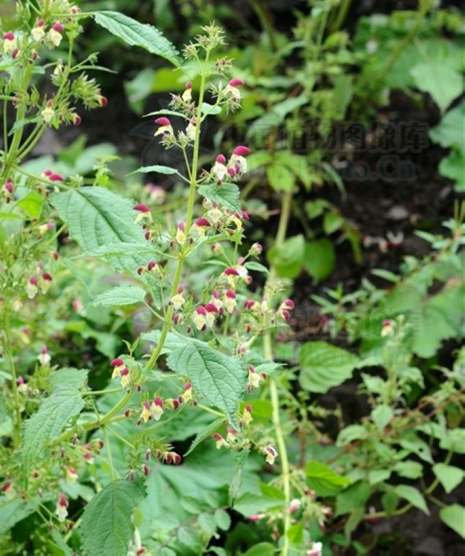 云南冠唇花(原变种)