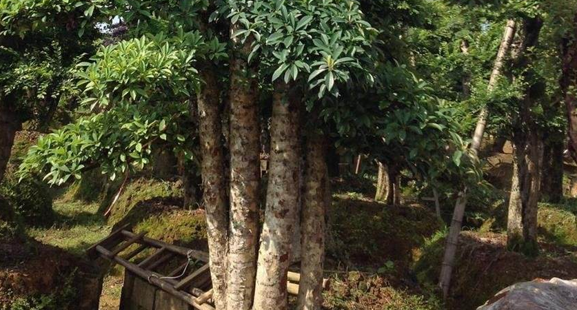 石楠球是石楠苗长成的吗