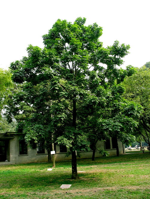  p>海南红豆(学名: i>ormosia pinnata  /i>(lour.) merr.