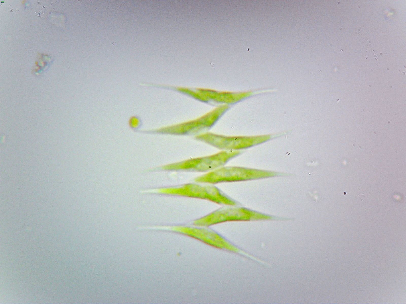 双小核草履虫