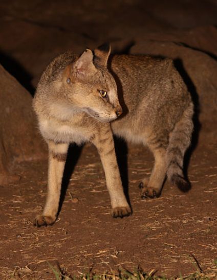  p>沙丘猫撒哈拉亚种头部比例大,耳大.