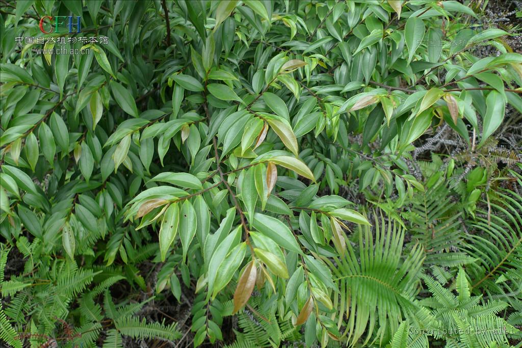  p>光叶山矾(学名:symplocos lancifolia sieb. et zucc.