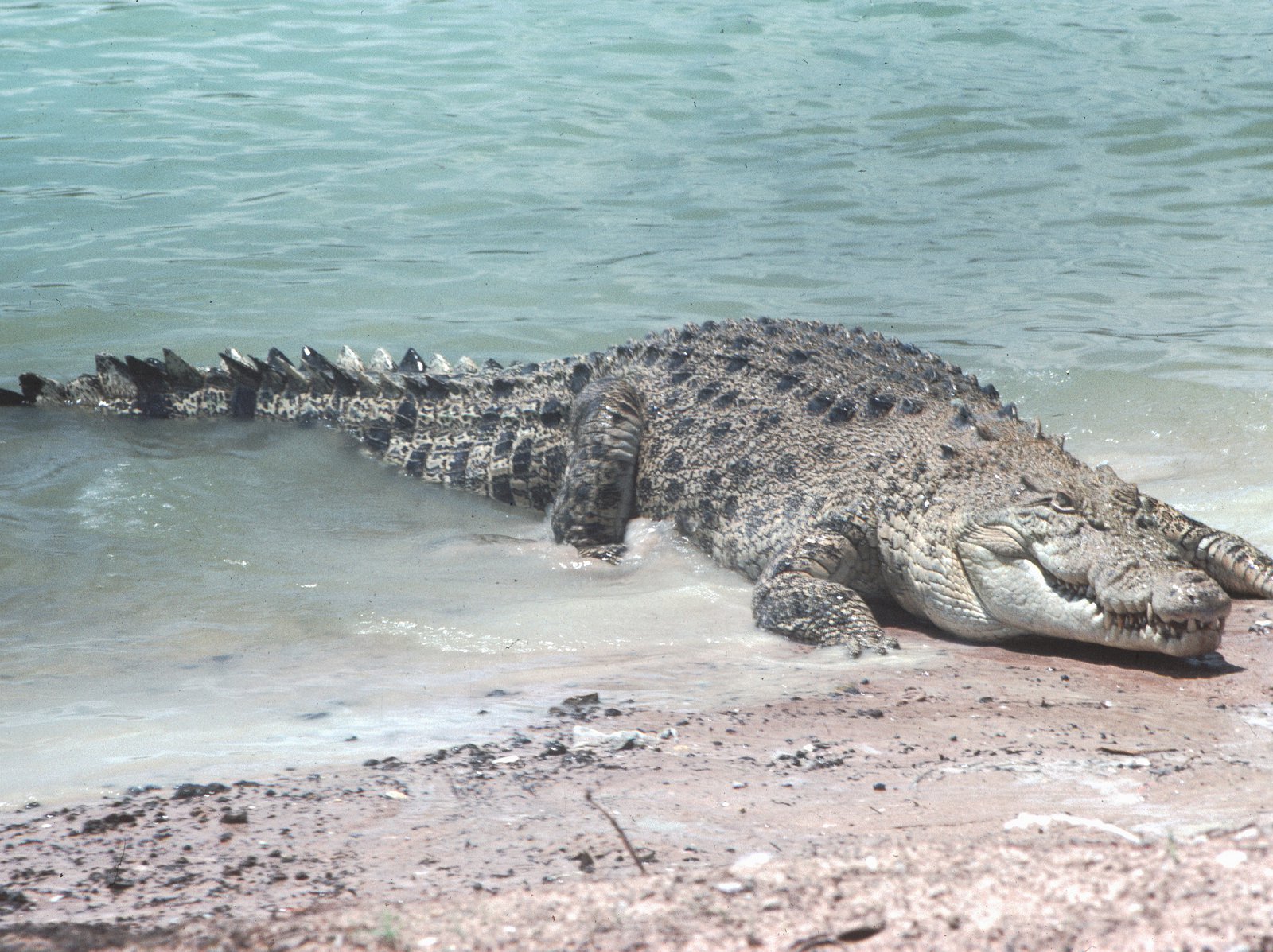 estuarine crocodile