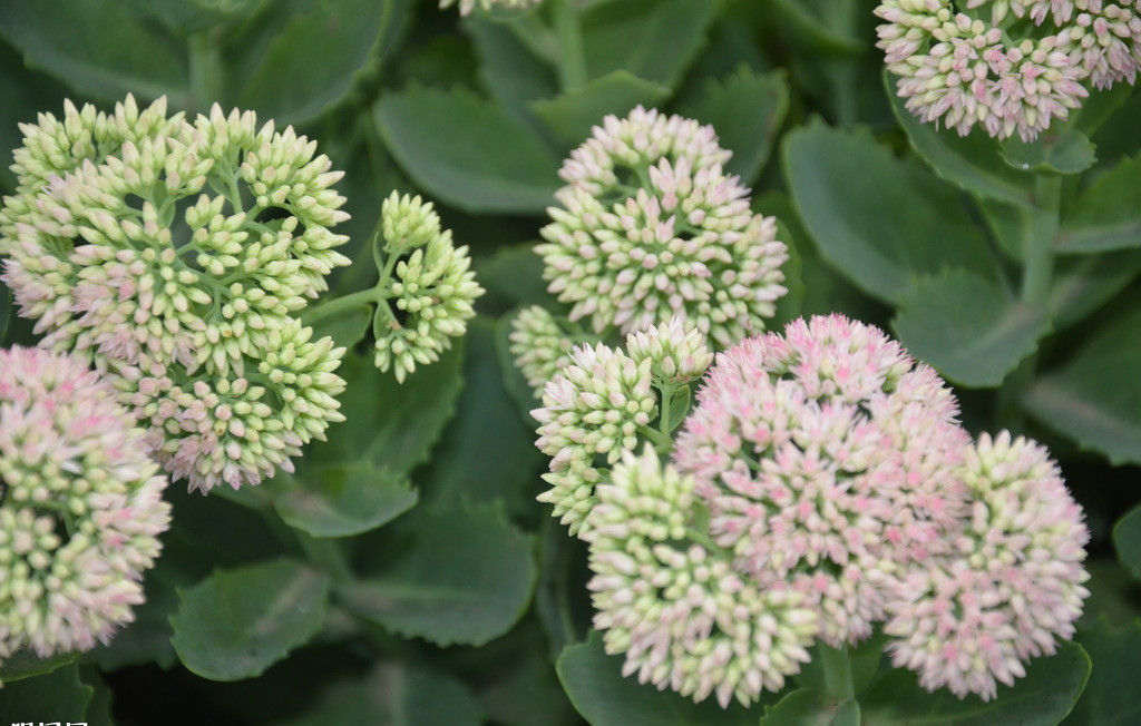 item/景天科/2278031" data-lemmaid="2278031">景天科 /a>景天属植物